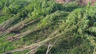 На Дніпропетровщині поліціянти викрили плантацію конопель вартістю майже 400 тис. грн