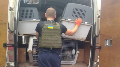 Вивезли понад 100 собак: історія прихистку з Бахмута, який евакуювали на Дніпропетровщину