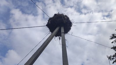 "Має підтримати гніздо та створити безпеку": на Одещині встановили платформу для лелек "Має підтримати гніздо та створити безпеку": на Одещині встановили платформу для лелек