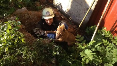 На Харківщині врятували цуценя, яке впало в колодязь На Харківщині врятували цуценя, яке впало в колодязь