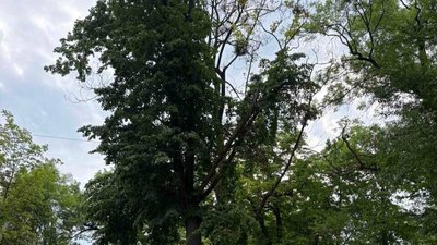 Дерево з частиною сухих гілок