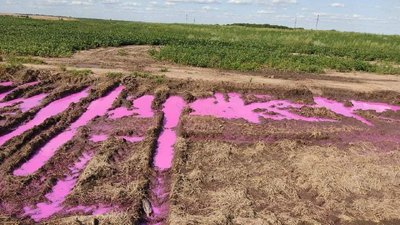 лавандові поля лавандові поля