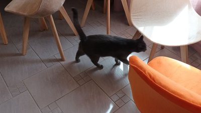 котокафе котокафе