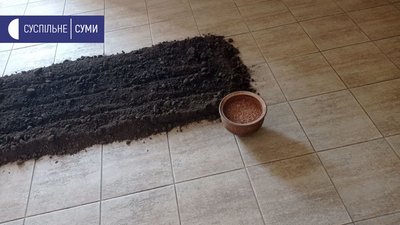 Посіяли пшеницю на підлозі виставкової зали: інсталяція харківської мисткині у Сумах Посіяли пшеницю на підлозі виставкової зали: інсталяція харківської мисткині у Сумах
