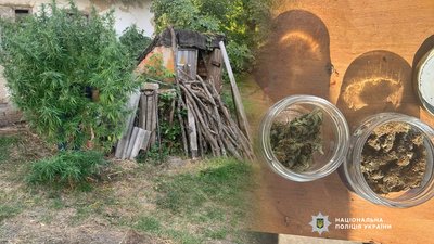 Коноплі на Чернігівщини: на Прилуччині виявили 50 кущів конопель та сушений канабіс