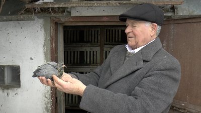 А це ще молодий голуб А це ще молодий голуб