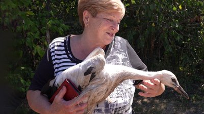 гніздо з лелеченям черняхівка