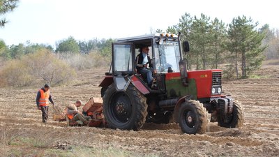 У Запорізькій області в 2019 році висадили 470 гектарів лісу