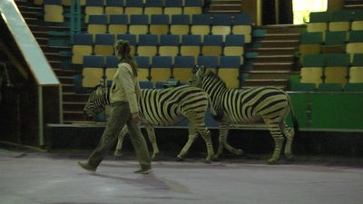 У Львівському цирку прихистили зебр із окупованої частини Херсонщини У Львівському цирку прихистили зебр із окупованої частини Херсонщини