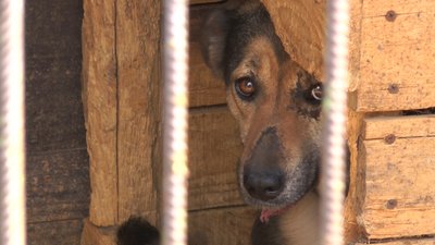 Шість котів з-під Харкова лікують у притулку для тварин поблизу Івано-Франківська Шість котів з-під Харкова лікують у притулку для тварин поблизу Івано-Франківська