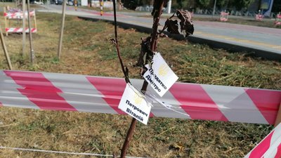 "Присвятити одне дерево трьом загиблим — це неповага". Чому пам'ятна алея в Кропивницькому не влаштовує рідних бійців "Присвятити одне дерево трьом загиблим — це неповага". Чому пам'ятна алея в Кропивницькому не влаштовує рідних бійців