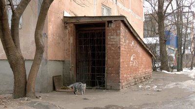 Розповіли, як піклуватись про безхатніх тварин взимку Розповіли, як піклуватись про безхатніх тварин взимку