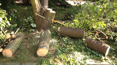 У Житомирі комунальники з ночі почали прибирати місто від повалених вітром дерев У Житомирі комунальники з ночі почали прибирати місто від повалених вітром дерев