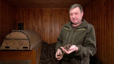 Зі 100 кілограмів шишок ― 1 кілограм насіння сосни: як заготовляють на Полтавщині Зі 100 кілограмів шишок ― 1 кілограм насіння сосни: як заготовляють на Полтавщині