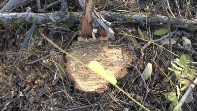 З початком опалювального сезону у лісах та лісосмугах на Запоріжжі посилили контроль З початком опалювального сезону у лісах та лісосмугах на Запоріжжі посилили контроль