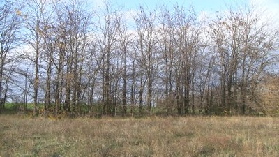 З початком опалювального сезону у лісах та лісосмугах на Запоріжжі посилили контроль