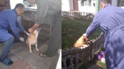 Вакцинують тварин через виявлений випадок сказу Вакцинують тварин через виявлений випадок сказу