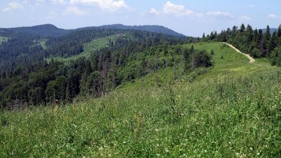 На Закарпатті вівчаря, який випасав овець, знайшли мертвим