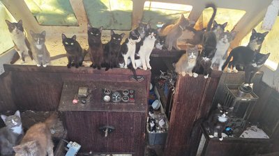 Коти на закинутому вітральнику в Такомі