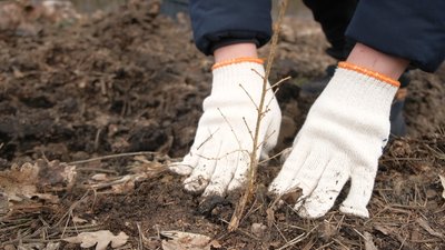 У вінницьких лісгоспах планують висадити 5 мільйонів сіянців за 2 тижні