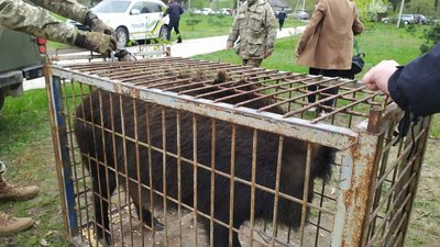Зловили дикого кабана, який гуляв центральним парком Житомира Зловили дикого кабана, який гуляв центральним парком Житомира