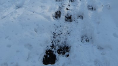 У волинському нацпарку нарахували 19 зубрів У волинському нацпарку нарахували 19 зубрів