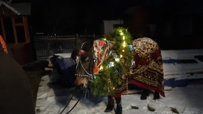 Засівають з конем: у селі на Тернопільщині жителі цілу ніч ходять по оселях Засівають з конем: у селі на Тернопільщині жителі цілу ніч ходять по оселях