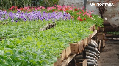 Теплиці КП "Декоративні культури" Теплиці КП "Декоративні культури"