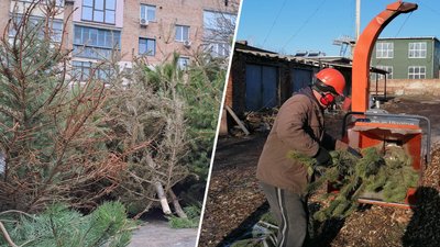 Ялинки та сосни після свят, утилізація