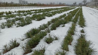 У Бірківському лісництві сушать шишки на насіння