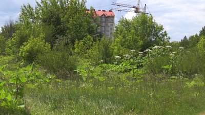 Борщівник Сосновського в Івано-Франківській громаді: як з'явився та як люди знищують рослину