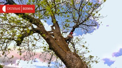 Вигниває середина. Київські науковці оглянули Лесин ясен у Луцьку Вигниває середина. Київські науковці оглянули Лесин ясен у Луцьку