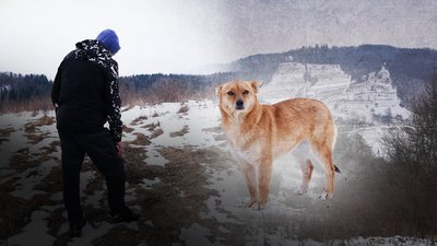Собаки, Івано-Франківщина