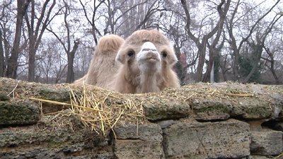 Новий вхід та арка у мавританському стилі: в Одесі реконструюють зоопарк