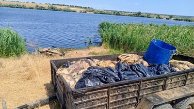 Олександрівка мор риби
