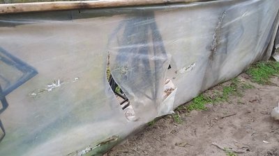 Жителі села на Херсонщині потерпають від диких кабанів Жителі села на Херсонщині потерпають від диких кабанів