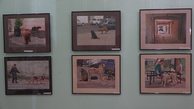 "Собака друг людини": в Одесі представили фотовиставку, присвячену собакам