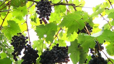 Пенсіонер з Житомирщини вирощує понад 300 сортів винограду Пенсіонер з Житомирщини вирощує понад 300 сортів винограду