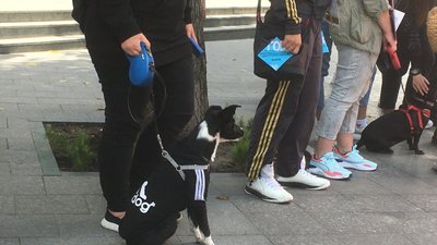 "Житомир за гуманність": в обласному центрі пройшов марш за права тварин "Житомир за гуманність": в обласному центрі пройшов марш за права тварин