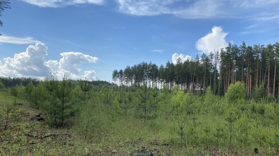 На Полтавщині висадили майже 1 100 гектарів лісу