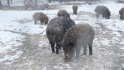 У лісах Хмельниччини побільшало звірів, а браконьєрів поменшало: яка причина У лісах Хмельниччини побільшало звірів, а браконьєрів поменшало: яка причина