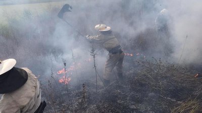 За добу на Дніпропетровщині виникло майже півсотні пожеж в екосистемах