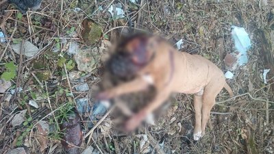 Вбиту собаку виявили у Чернігові: поліція розслідує кримінальне провадження