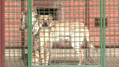 У харківському притулку утеплюють собачі вуличні вольєри: просять допомоги містян