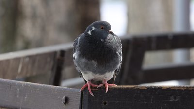Херсон, погода, природа, весна, птахи, голуб