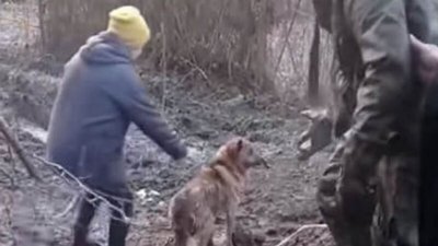 На Тернопільщині рятувальники витягли собаку з чотириметрової ями На Тернопільщині рятувальники витягли собаку з чотириметрової ями