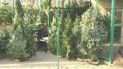 Цьогоріч у Запоріжжі відкрилось втричі менше ялинкових базарів. Які ціни та звідки везуть новорічні дерева