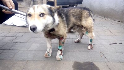 На Хмельниччині поки нікому не оголошували підозру за фактом знущання над собакою