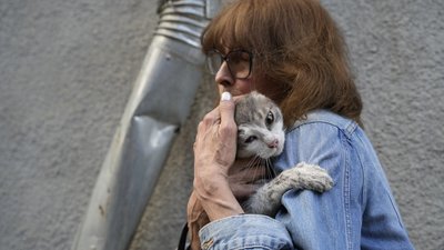 Кішку врятували з пожежі у центрі Харкова після російського влучання