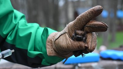 В Івано-Франківську випустили на волю понад сотню кажанів В Івано-Франківську випустили на волю понад сотню кажанів